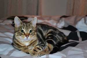 BENJI-2013-03