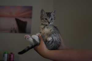 COBBY(001)