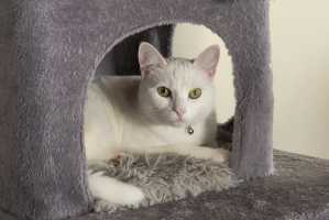 LAYLA(006)