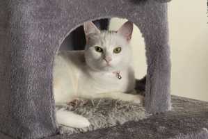 LAYLA(007)