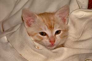 MUFFIN-2004-01