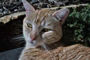 MUFFIN-JUNE2008-01