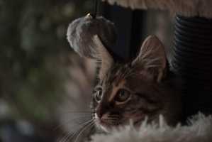 TILLY(005)