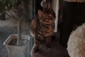 TILLY(007)