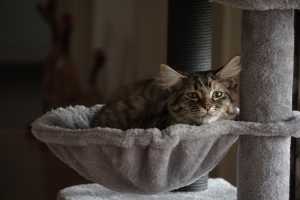 TILLY(008)