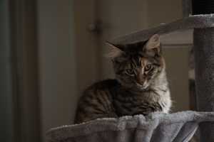TILLY(011)