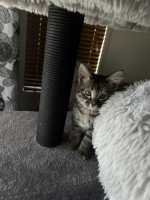 TILLY(1)