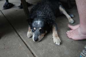 COOPER(1)