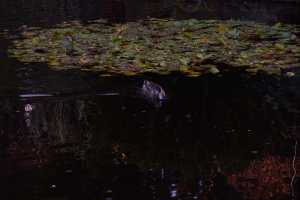 AU-BLACK-DUCK-01