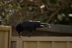 AU-CROW-01