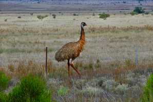 EMU0001