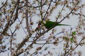 LORIKEET-AUG2024-2