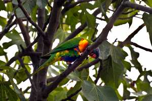 LORIKEET-FEB2024-218