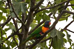 LORIKEET-FEB2024-219