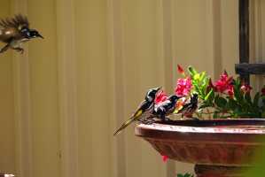 NEW-HOLLAND-HONEY-EATER-05