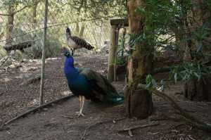 PEACOCK-02