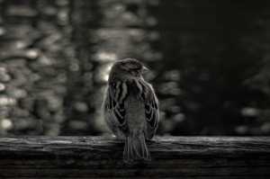 SPARROW-09