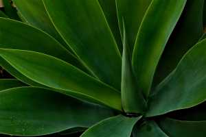 AGAVE-PLANT-2