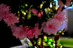 AZALEA-01