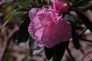 AZALEA-03