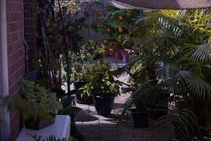 BACKYARD-2025-01