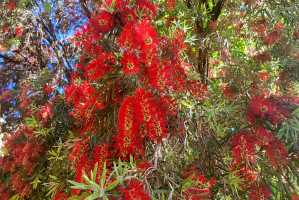 BOTTLE-BRUSH(2)