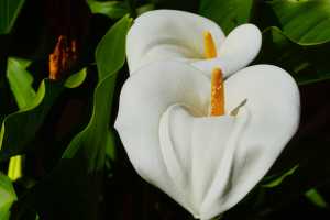 CALLA-LILY-02