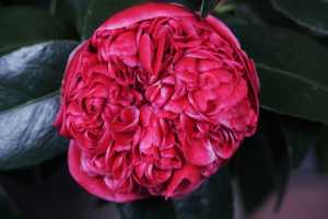 CAMELLIA-JAPONCIA-01