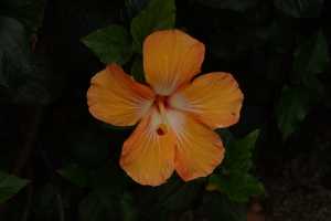 HIBISCUS-01