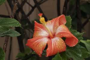 HIBISCUS-07