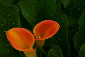 ORANGE-LILLY(002)