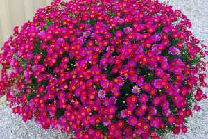 RED-DAISY-02