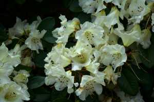 RHODODENDRON-02