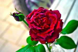 ROSE-02