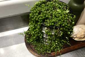 STRING-OF-PEARLS-01